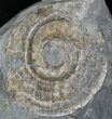 Iridescent Psiloceras Ammonite - Great Britain #1084-1